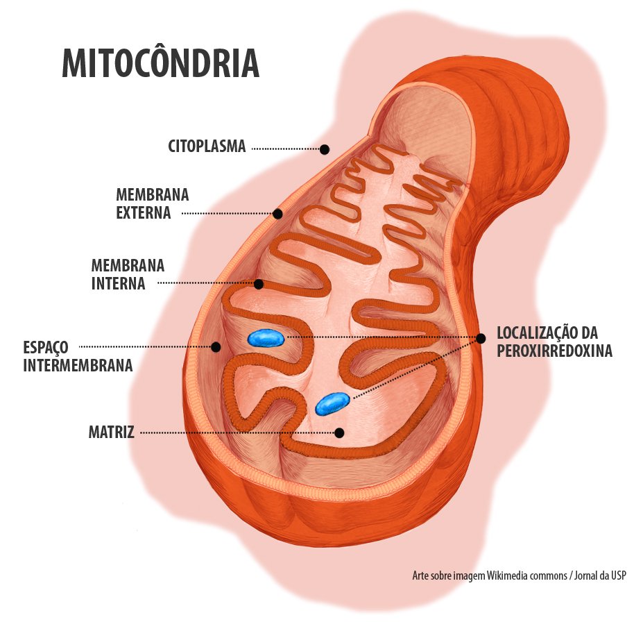 Estrutura mitocondrial