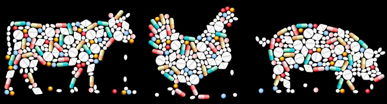 Antibióticos em animais